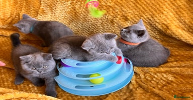 British Shorthair cats - Advert 14