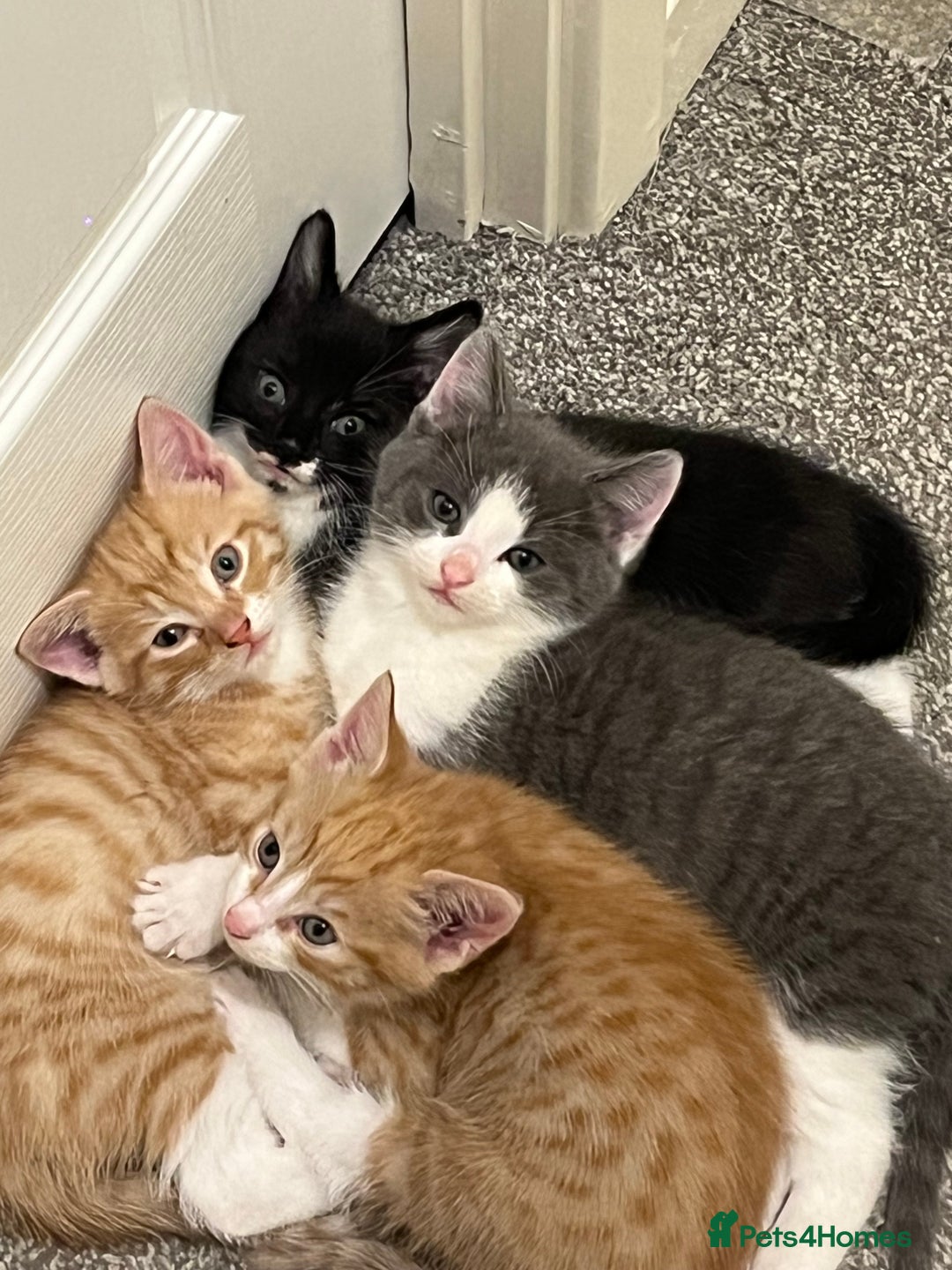 Domestic Shorthair cats for sale: Adorable domestic shorthair kittens  - Advert 1