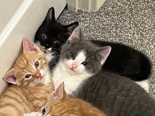 Domestic Shorthair cats Adorable domestic shorthair kittens - Advert 9