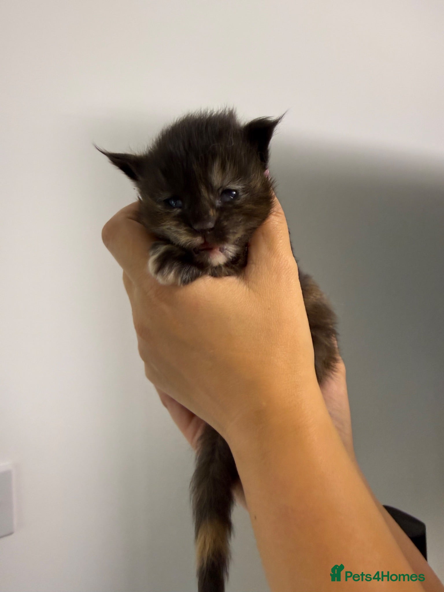 Maine Coon cats Beautiful litter of 5 main coons  - Advert 11