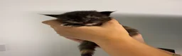 Maine Coon cats for sale: Beautiful litter of 5 main coons  in Cambridge - Advert 1