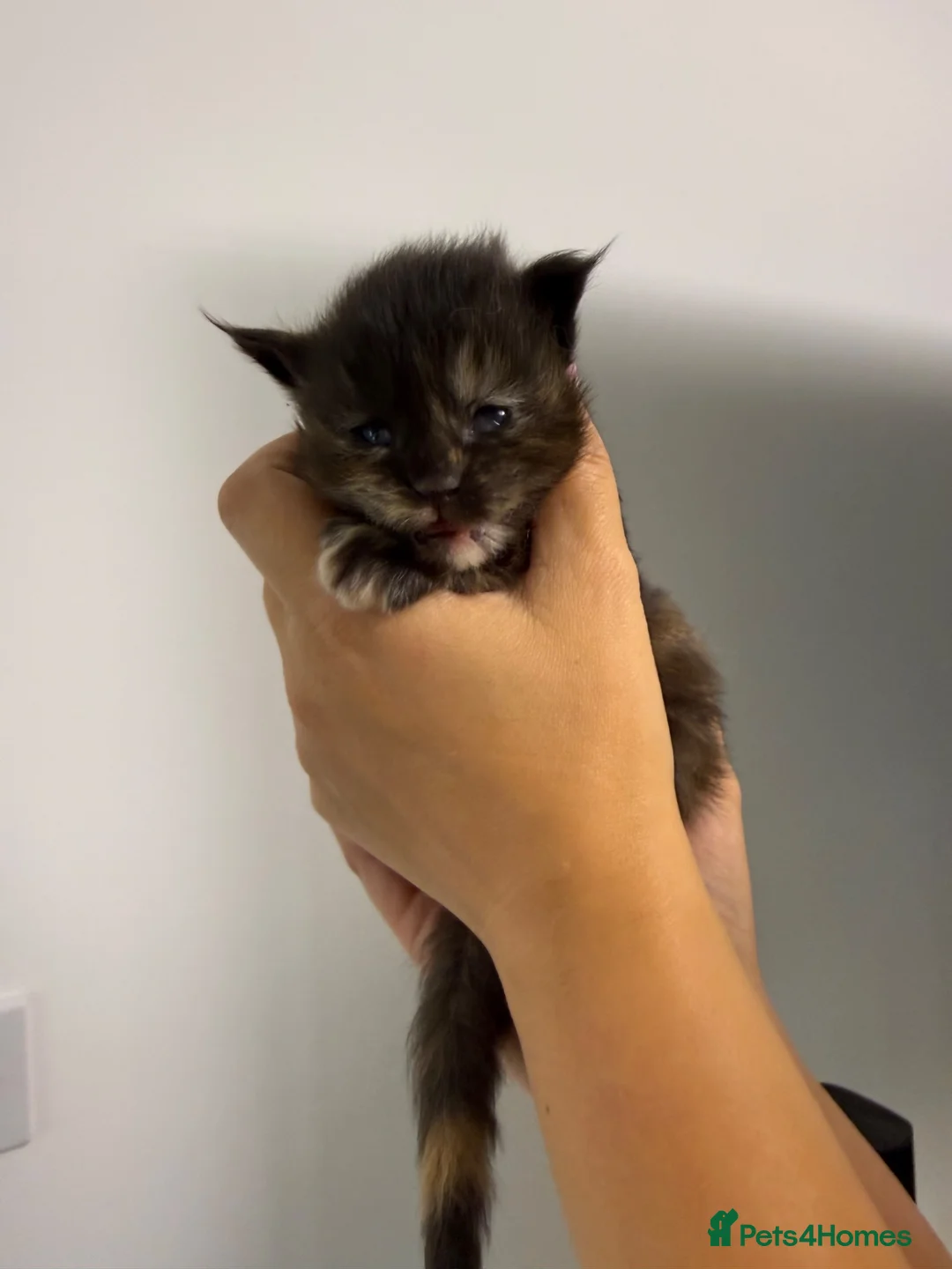 Maine Coon cats for sale: Beautiful litter of 5 main coons  in Cambridge - Advert 1