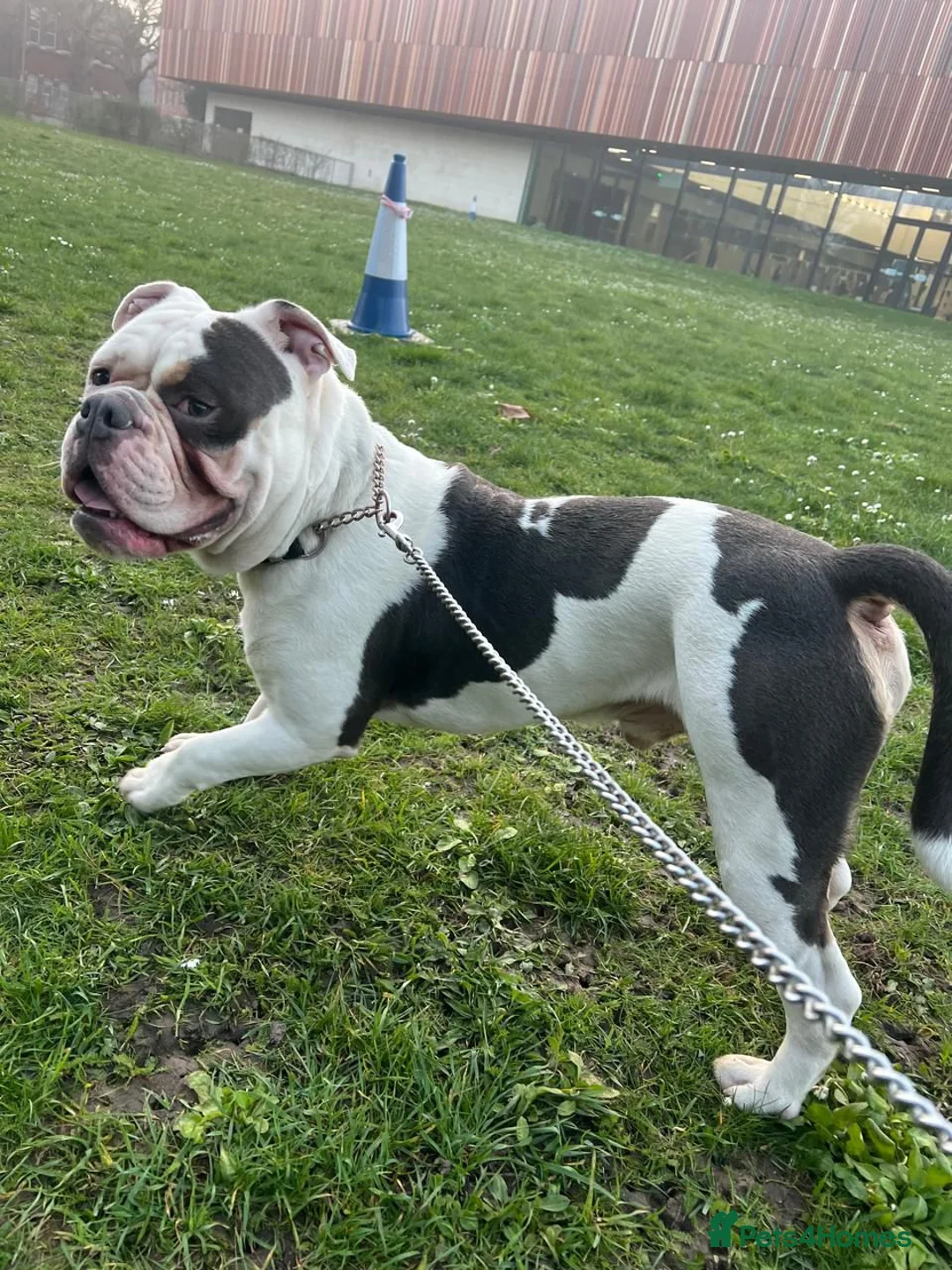 English Bulldog dogs for sale: Dog for rehome - Advert 1