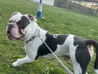 English Bulldog dogs Dog for rehome - Advert 1