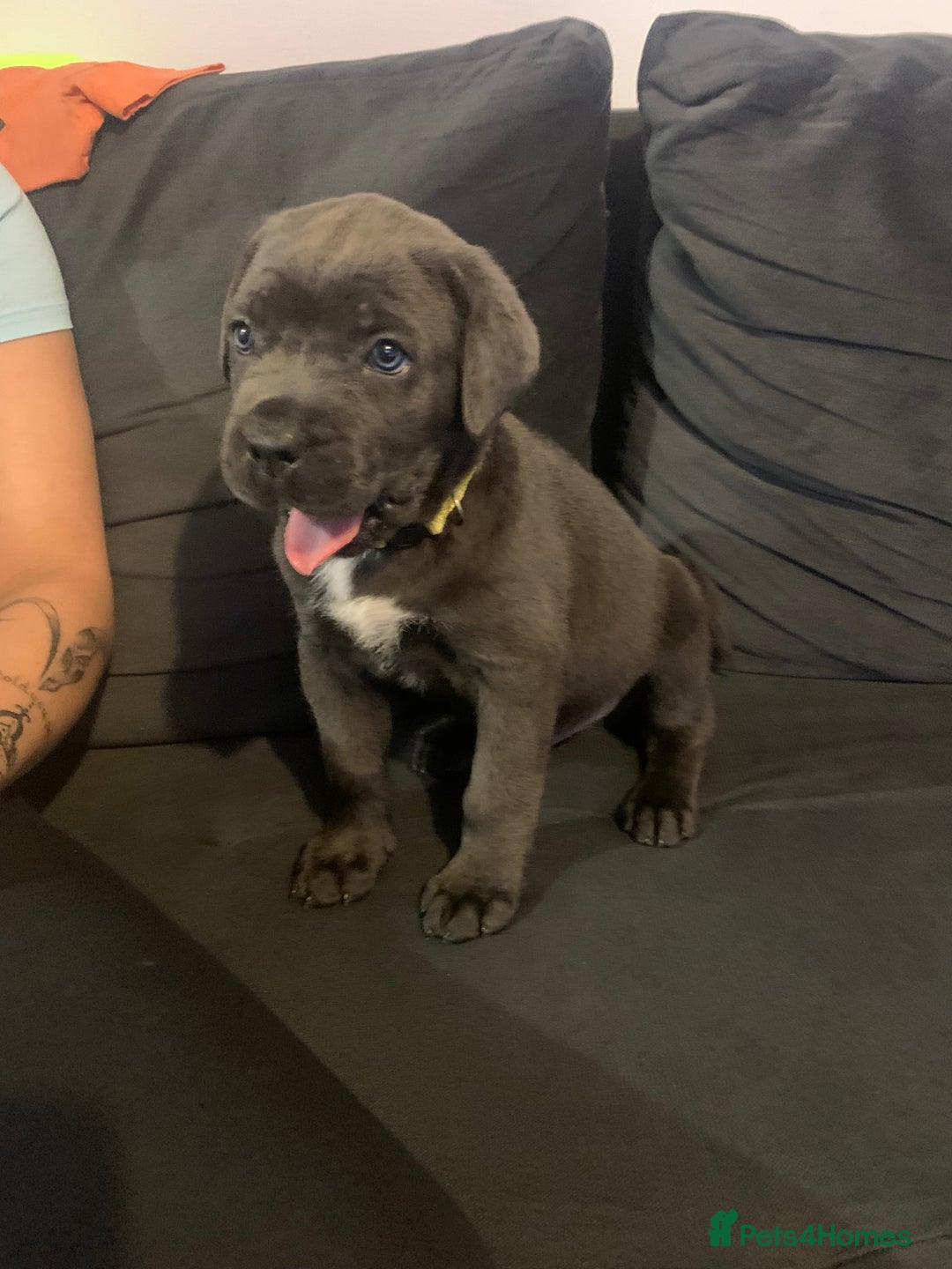 Cane Corso dogs for sale: Cane Corso - Advert 1