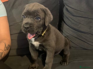 Cane Corso dogs Cane Corso - Advert 2