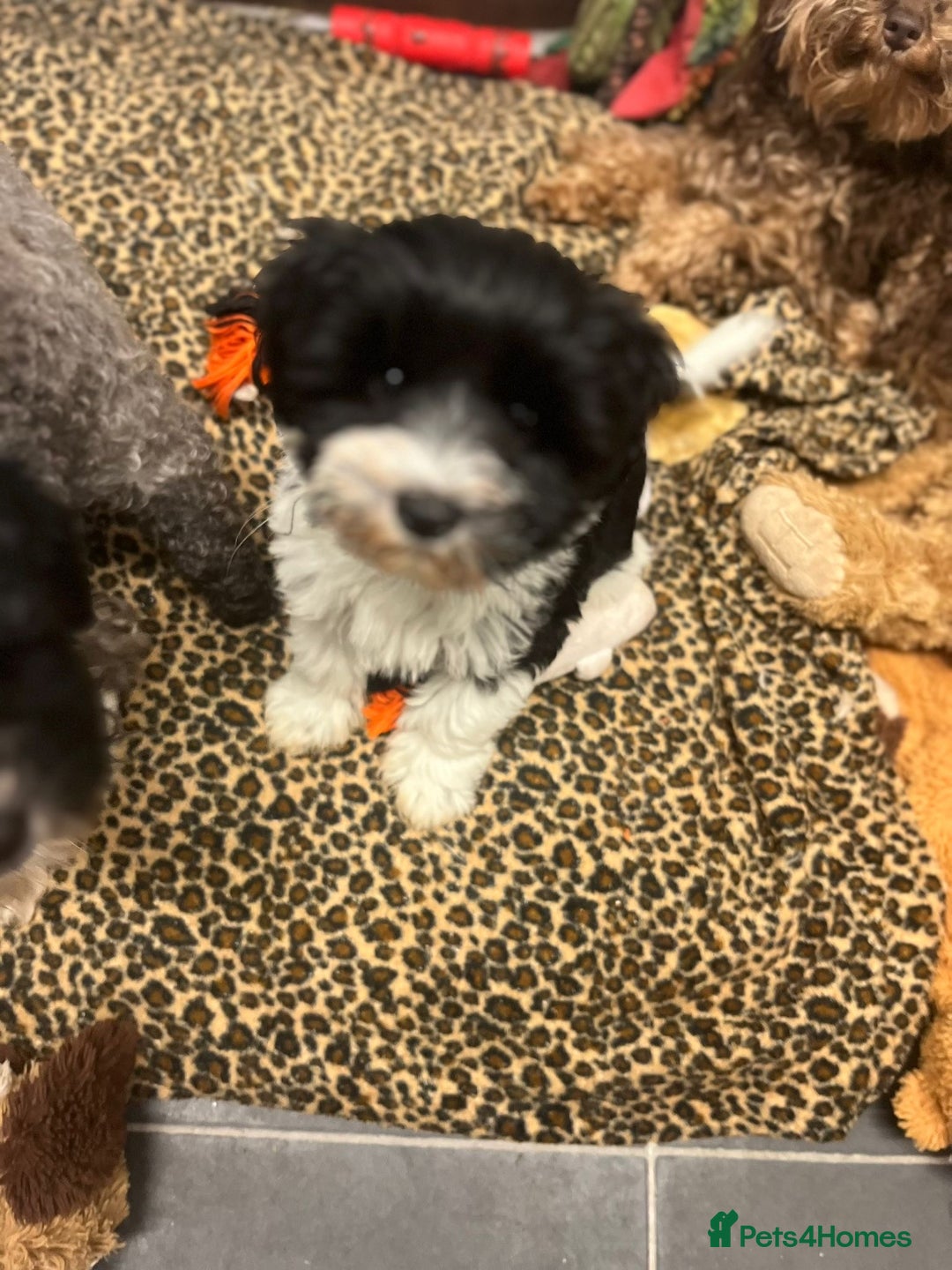 Miniature Schnauzer dogs for sale:  ❤️PARTI MINIATURE SCHNAUZER GIRL  - Advert 10
