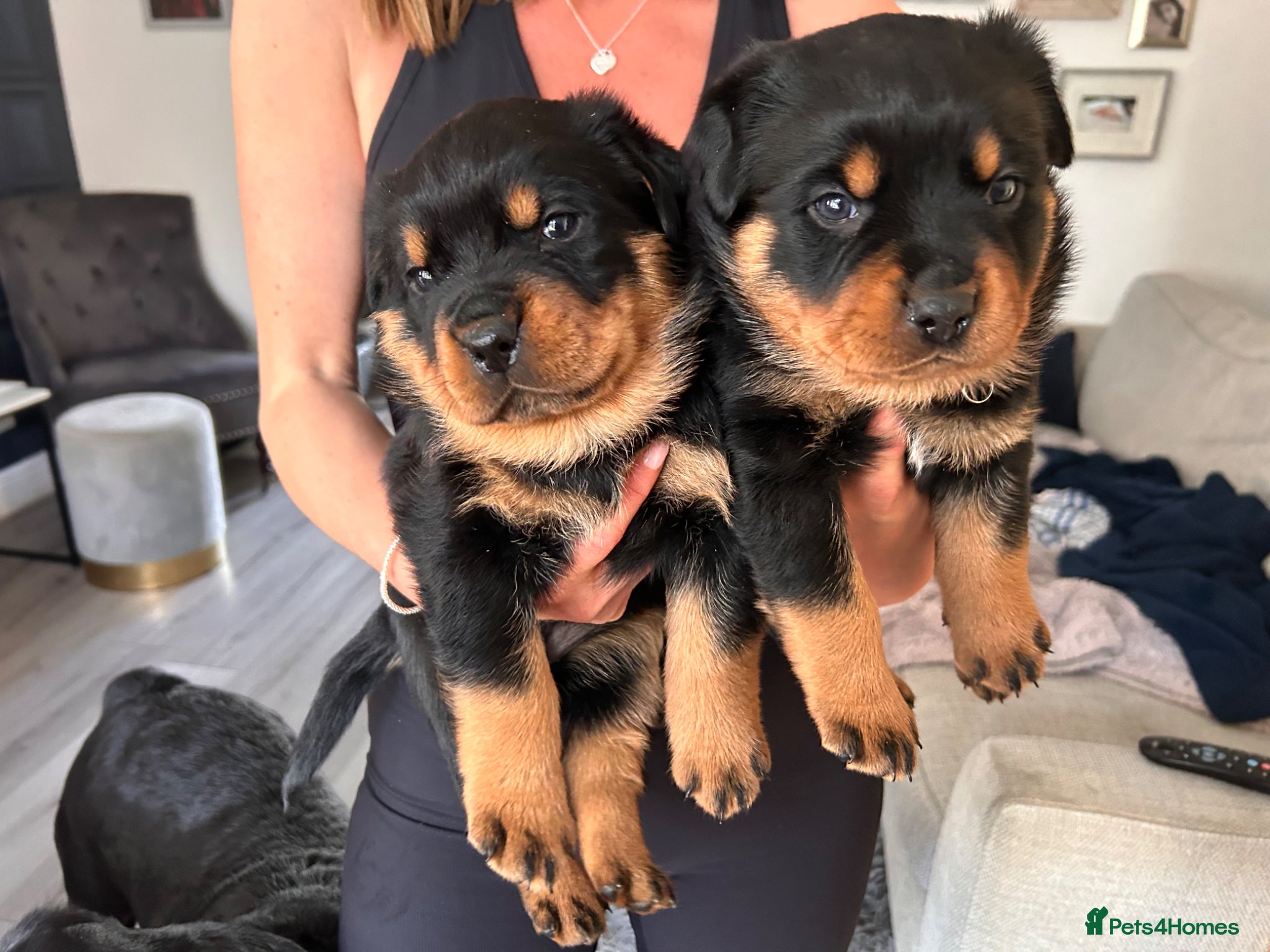 Rottweiler dogs for sale: Pure breed Rottweiler puppies for sale - Advert 12