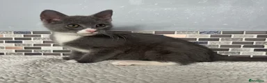 Mixed Breed Kitten 4