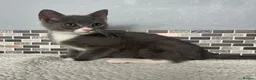 Mixed Breed cats for sale: 8 beautiful kittens - Advert 2