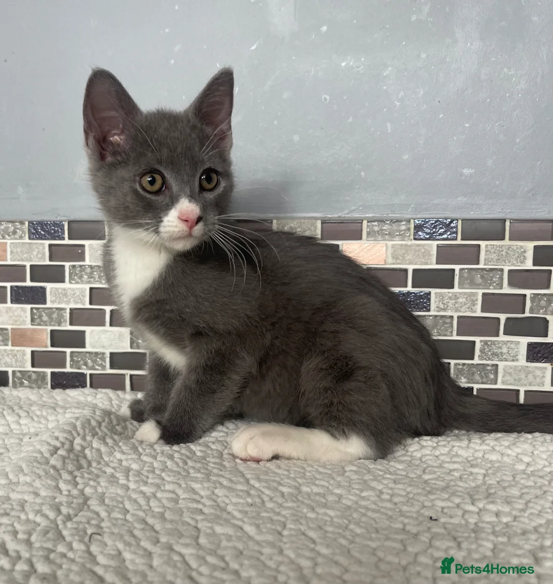 Mixed Breed cats for sale: 8 beautiful kittens - Advert 2