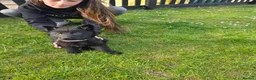 German Shepherd dogs for sale: Black German shepherd  - Advert 6