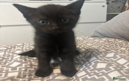 Mixed Breed cats for sale: Kittens for sale  - Image 3