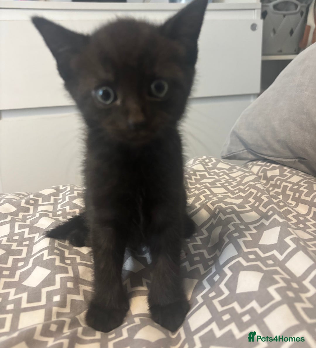 Mixed Breed cats for sale: Kittens for sale  - Image 3