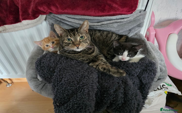 Mixed Breed cats - Advert 3