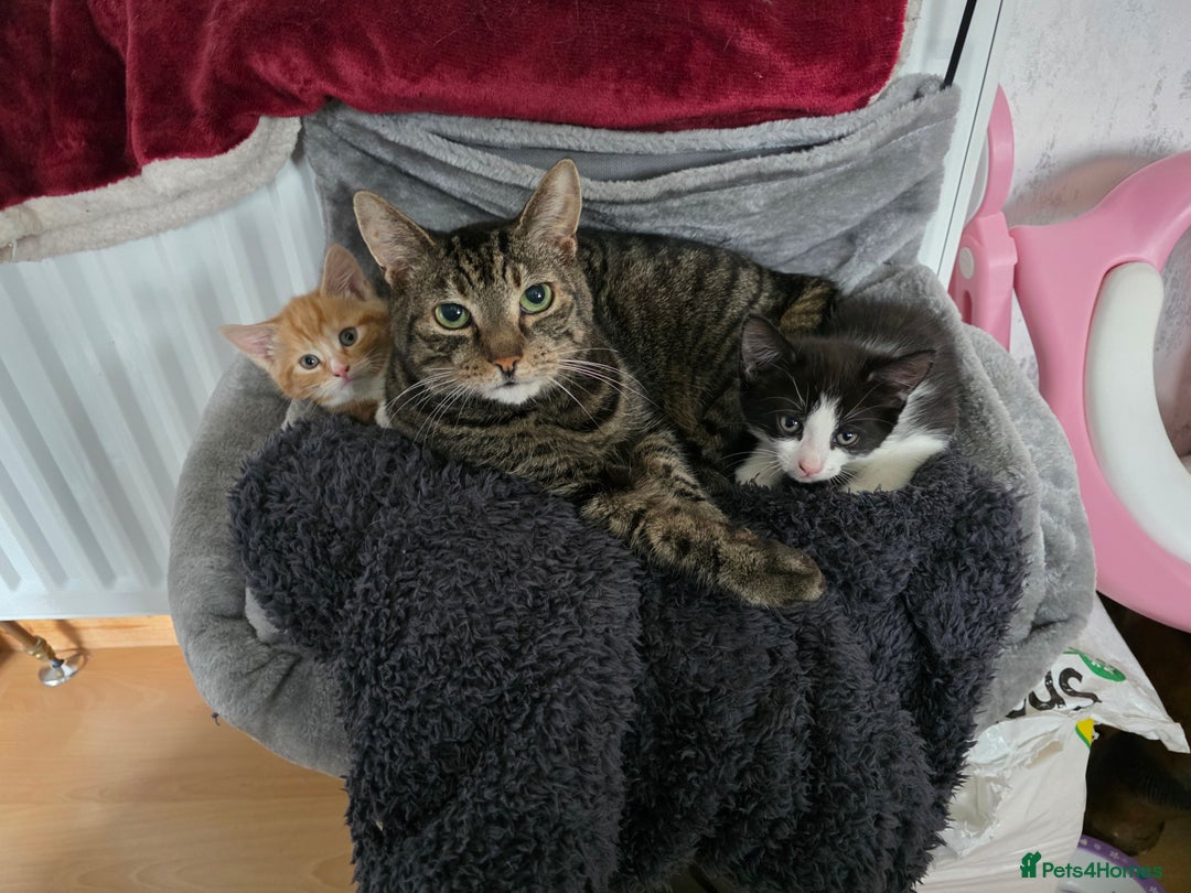 Mixed Breed cats for sale: Male part maincoon kittens - Image 1