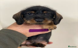 Dachshund dogs for sale: Outstanding Pedigree Litter-Health Tested Parents - Advert 6