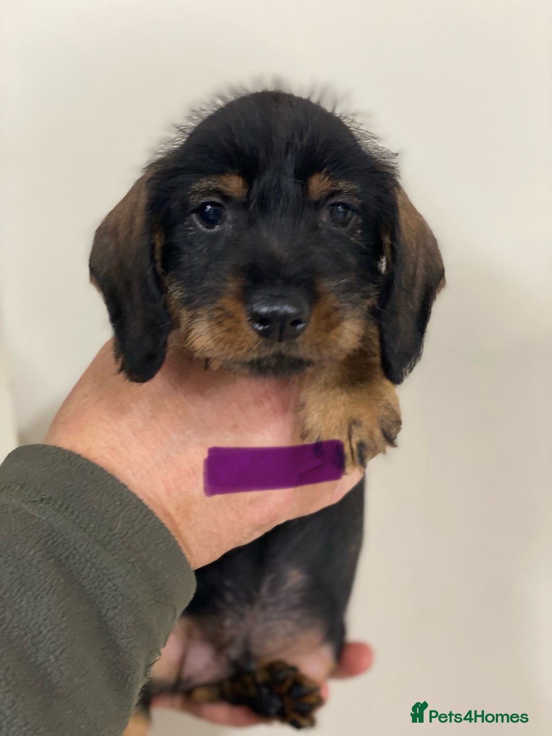Dachshund dogs for sale: Outstanding Pedigree Litter-Health Tested Parents - Advert 6