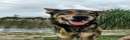 Mixed Breed dogs for adoption: LUNA! - Advert 2