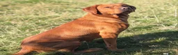 Labrador Retriever dogs for sale: Outstanding lab pup males  - Advert 2