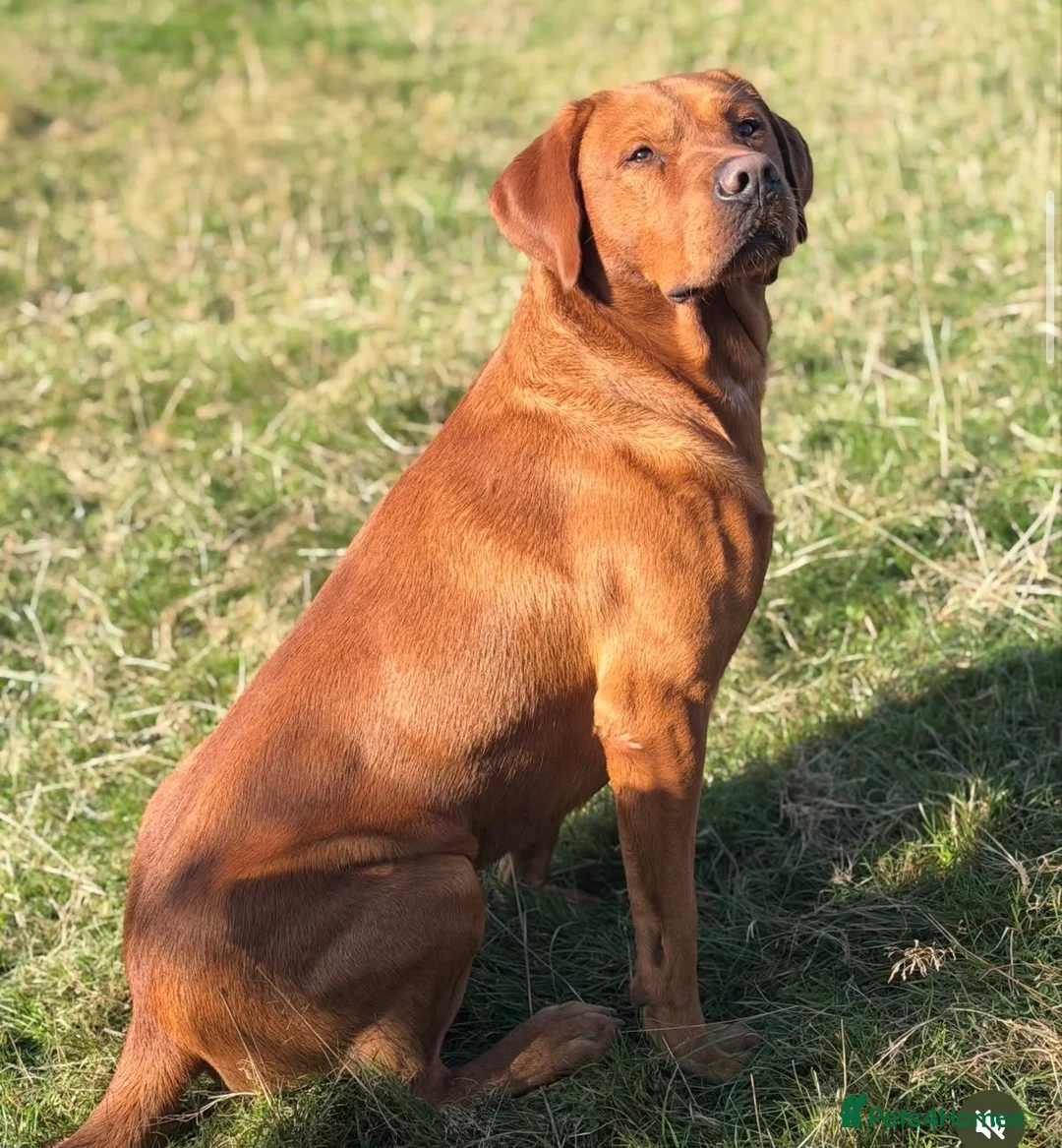 Labrador Retriever dogs for sale: Outstanding lab pup males  - Advert 2