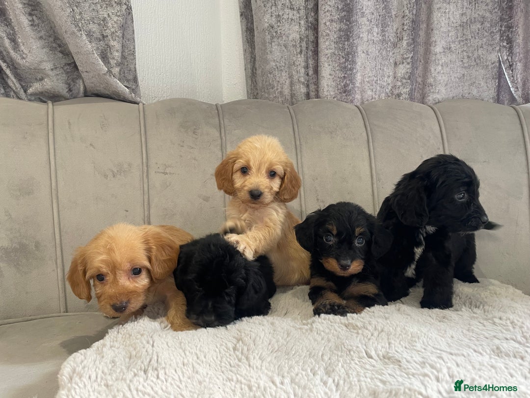 Cockapoo dogs for sale: Cockapoo puppy’s ready Wednesday  - Image 6