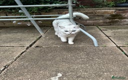 British Shorthair cats for sale: White British Short Hair  - Image 5