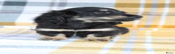 Miniature Dachshund dogs for sale: Creams kc registred  - Advert 10