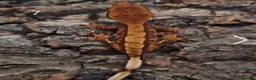 Gecko reptiles for sale: Juvenile Crested Geckos with full Lineage - Advert 23