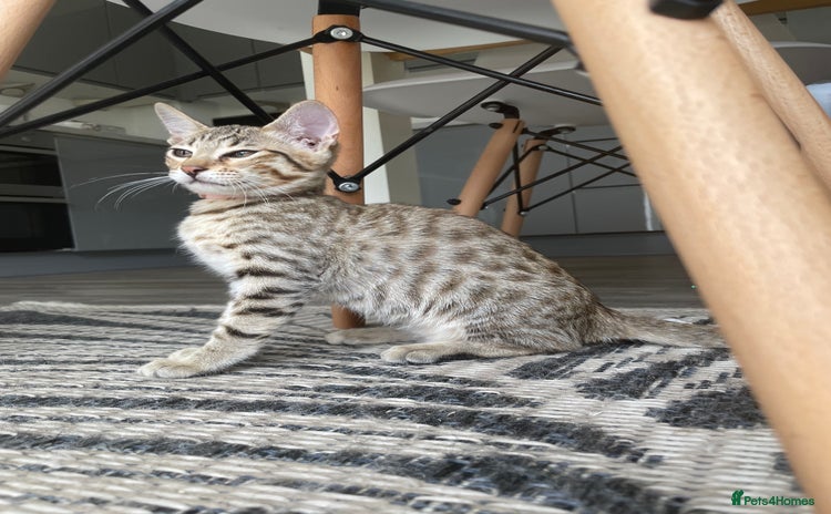 Savannah cats - Advert 12