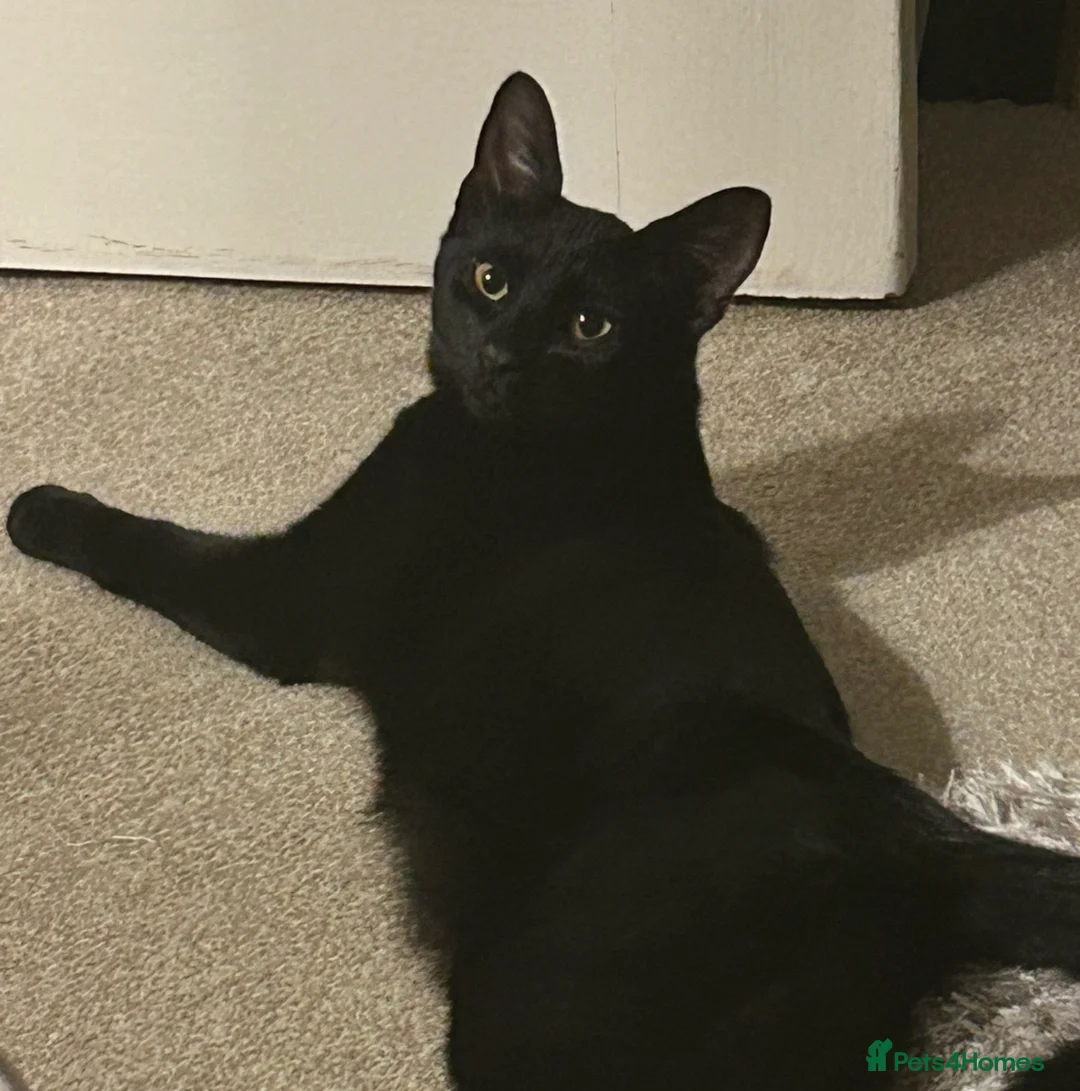 Domestic Shorthair cats for sale: Kobi - 11 month old Black Cat/Kitten for sale  - Advert 1