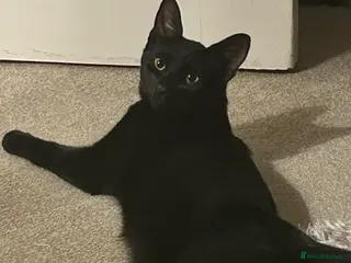 Domestic Shorthair cats Kobi - 11 month old Black Cat/Kitten for sale - Advert 2