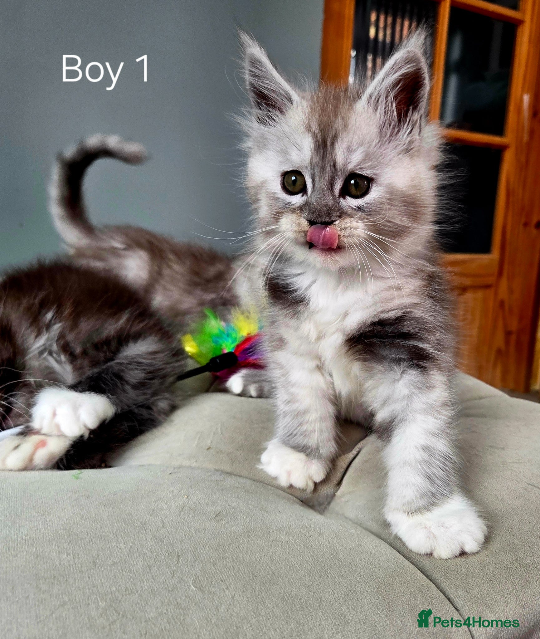 Maine Coon cats Black smoke and Silver kittens - Advert 3