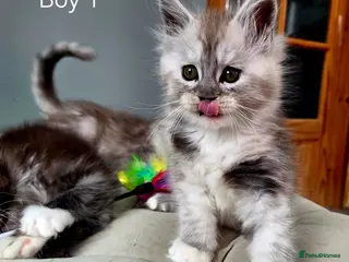 Maine Coon cats Black smoke and Silver kittens - Advert 3