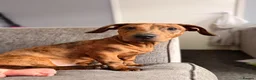 Mixed Breed dogs for sale: Sausage dog cross staffy  - Advert 2