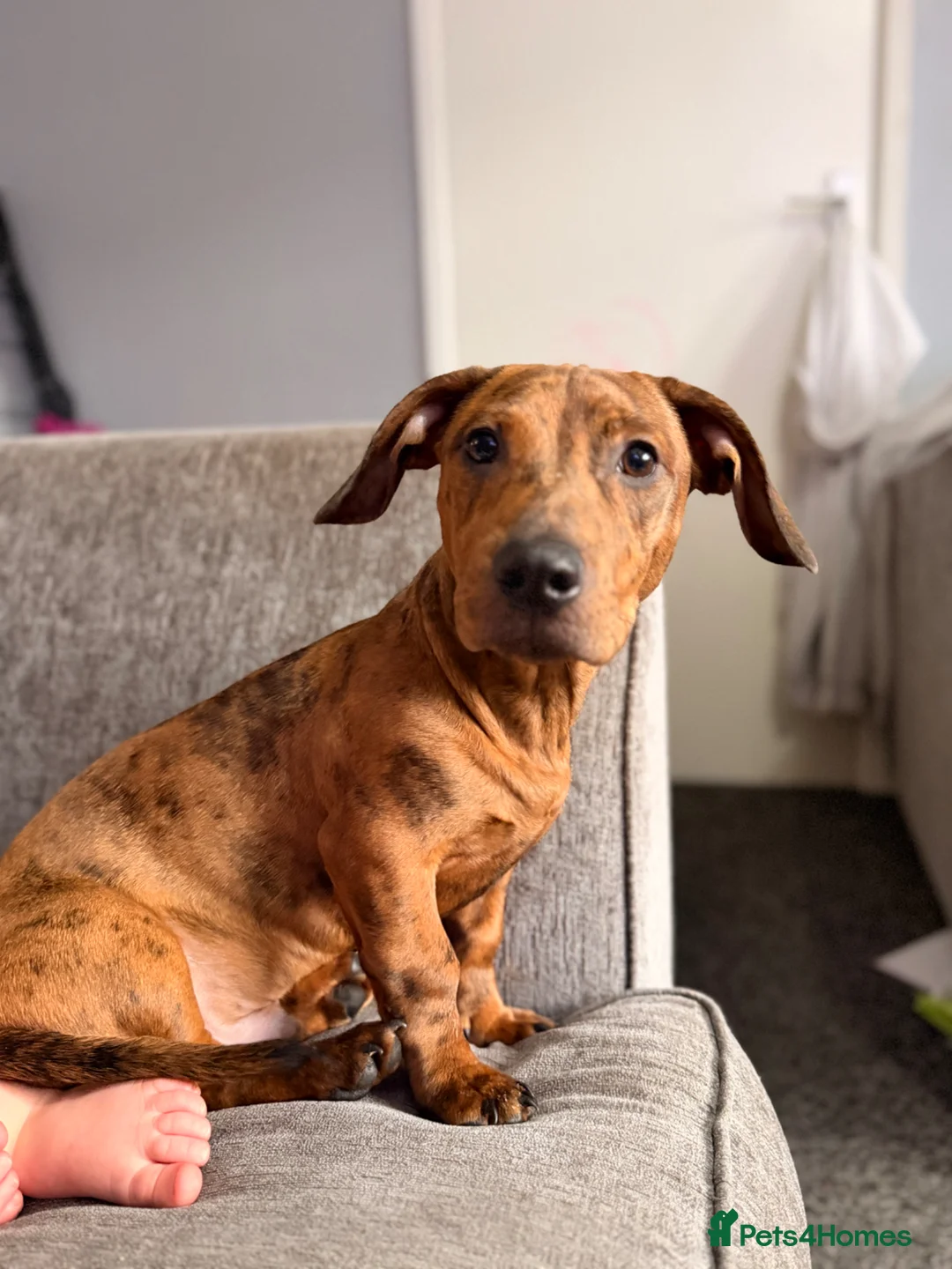 Mixed Breed dogs for sale: Sausage dog cross staffy  - Advert 2