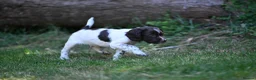 English Springer Spaniel dogs for sale: Kennel club registered Springer Spaniel Puppies - Advert 21