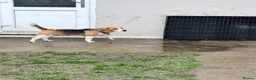 Beagle dogs for sale: KC Beagle  - Advert 11