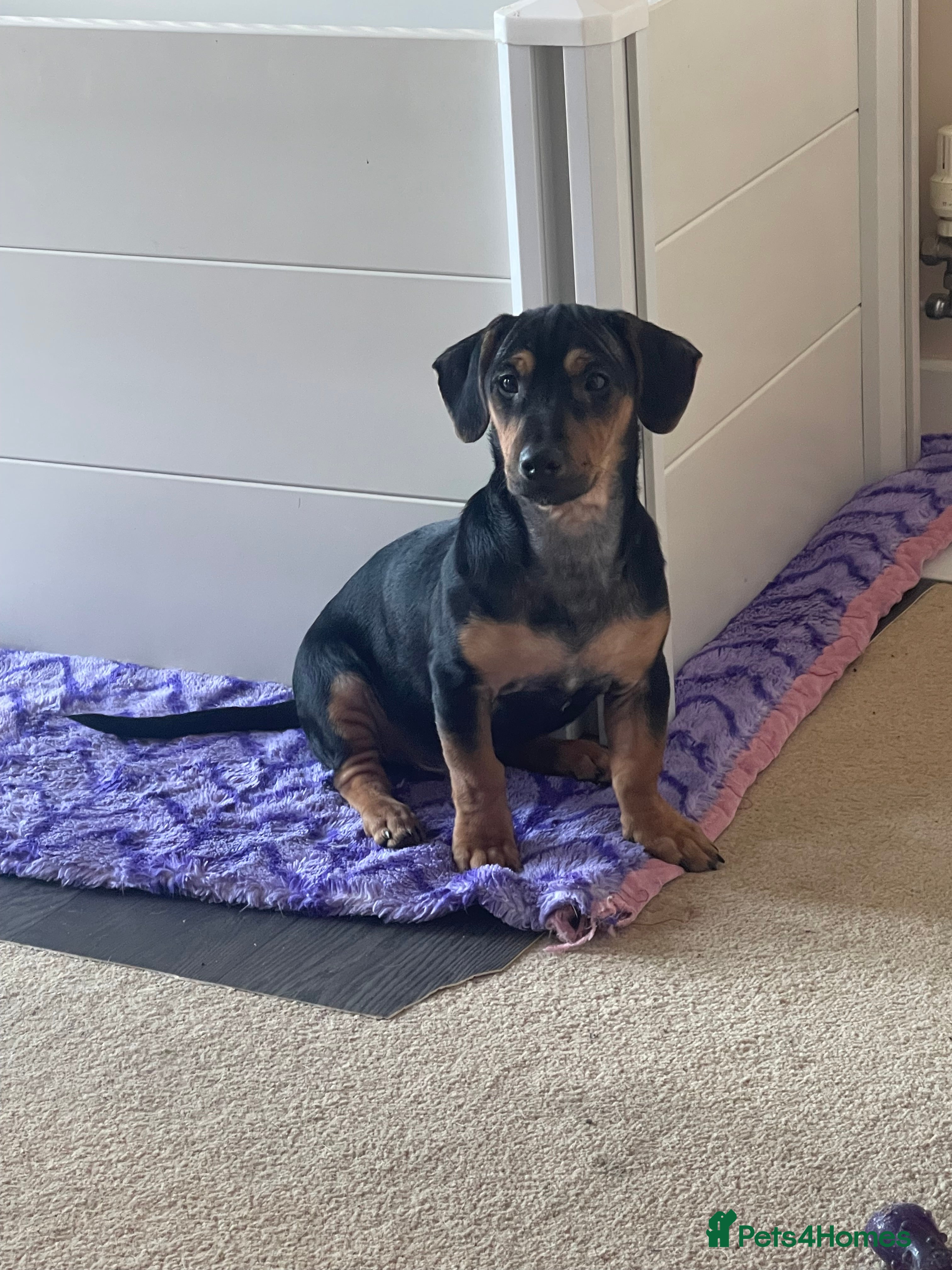Jack Russell dogs LAST Jack Russell Puppy READY TO GO - Advert 7