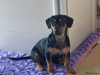 Jack Russell dogs LAST Jack Russell Puppy READY TO GO - Advert 7