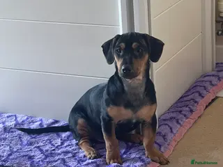 Jack Russell dogs LAST Jack Russell Puppy READY TO GO - Advert 15