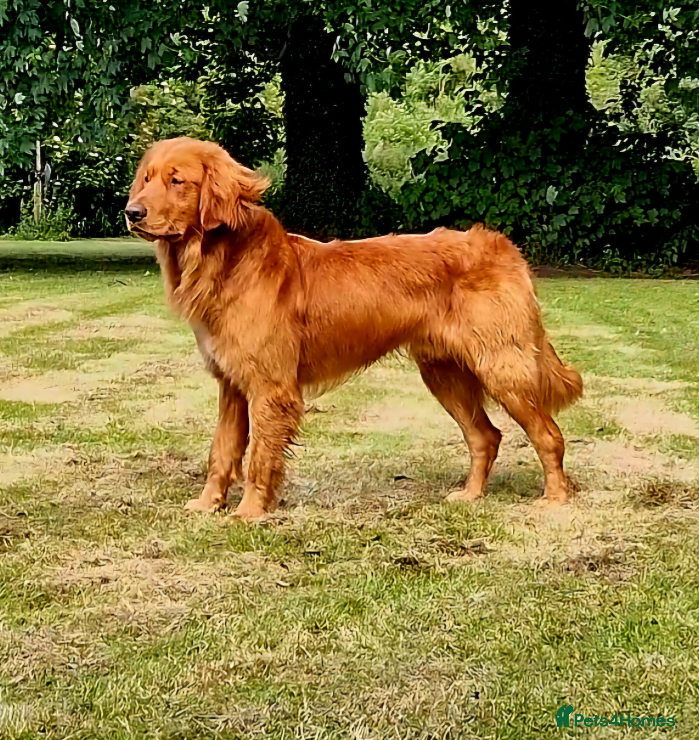 Golden Retriever dogs GENETICLLY PERFECT MOST HEALTH TESTED STUD DOG. in Doncaster - Advert 19