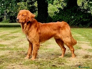 Golden Retriever dogs in Doncaster - Advert 28