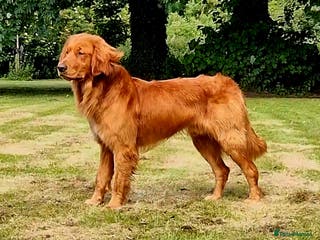 Golden Retriever dogs GENETICLLY PERFECT MOST HEALTH TESTED STUD DOG. in Doncaster - Advert 1