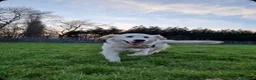 Golden Retriever dogs for sale: Golden Retriever Puppies – 4 Girls & 4 Boys - Advert 4