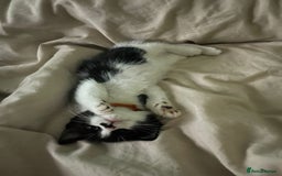 British Shorthair cats for sale: Beautiful black and white kittens - Image 4
