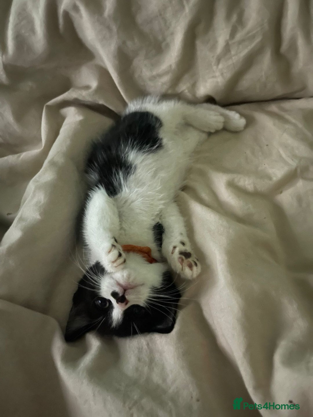 British Shorthair cats for sale: Beautiful black and white kittens - Image 4