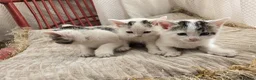 Mixed Breed cats for sale: Adorable9-Week-Old Kittens Looking forLoving Homes - Advert 10