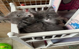 Maine Coon cats for sale: 3 Beautiful Main Coon - Image 16