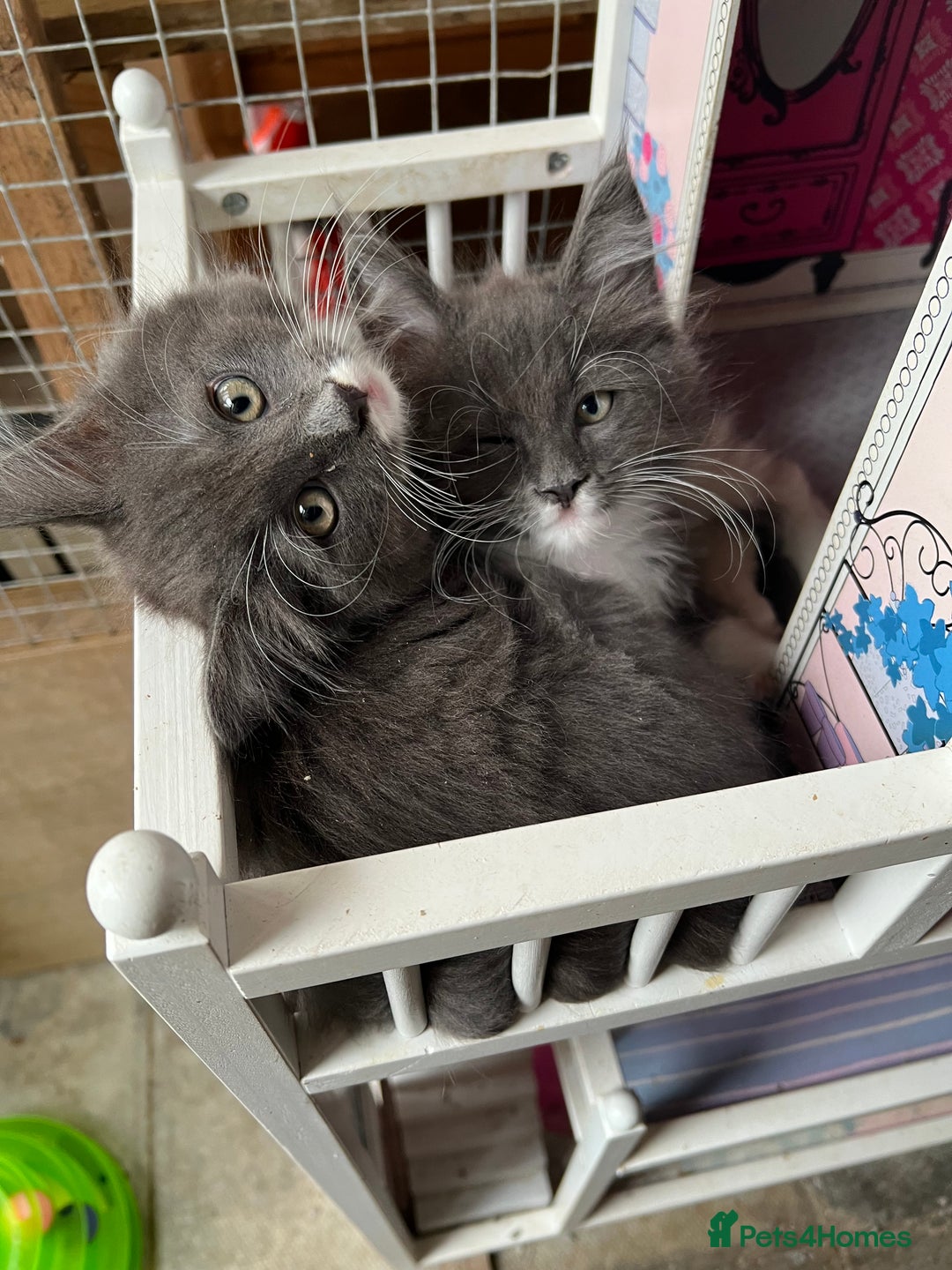 Maine Coon cats for sale: 3 Beautiful Main Coon - Image 16